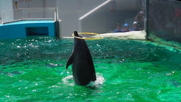 しながわ水族館に投稿された画像（2023/8/19）