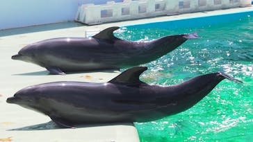 しながわ水族館に投稿された画像（2023/8/19）