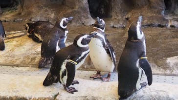 しながわ水族館に投稿された画像（2023/8/19）