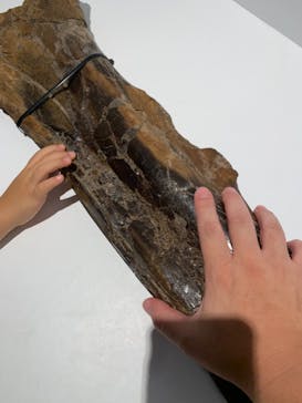 DinoScience 恐竜科学博 2023@TOKYO MIDTOWNに投稿された画像（2023/8/19）