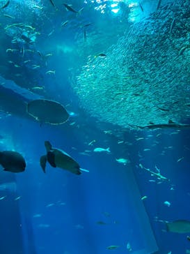 アクアワールド茨城県大洗水族館に投稿された画像（2023/8/19）