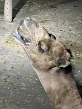 群馬サファリパークに投稿された画像（2023/8/19）