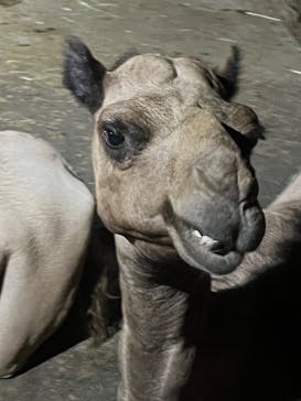 群馬サファリパークに投稿された画像（2023/8/19）