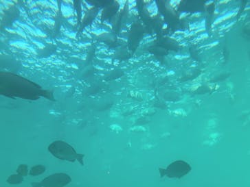 串本海中公園水族館に投稿された画像（2023/8/19）