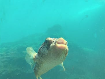 串本海中公園水族館に投稿された画像（2023/8/19）