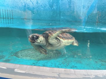 串本海中公園水族館に投稿された画像（2023/8/19）