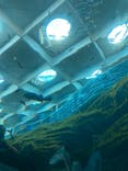 上越市立水族博物館 うみがたりに投稿された画像（2023/8/19）
