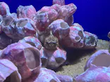 サンシャイン水族館に投稿された画像（2023/8/19）