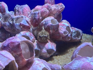 サンシャイン水族館に投稿された画像（2023/8/19）