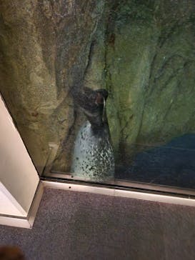 新江ノ島水族館に投稿された画像（2023/8/19）