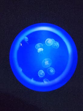 新江ノ島水族館に投稿された画像（2023/8/19）