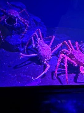 新江ノ島水族館に投稿された画像（2023/8/19）