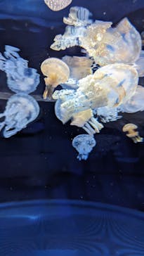 九十九島パールシーリゾートに投稿された画像（2023/8/19）