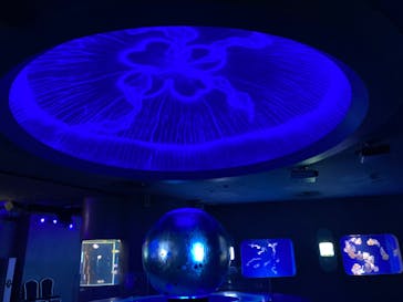 新江ノ島水族館に投稿された画像（2023/8/19）