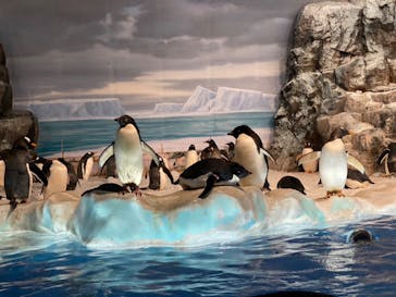 名古屋港水族館に投稿された画像（2023/8/19）
