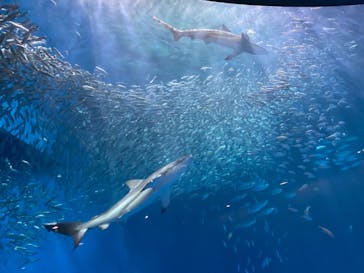名古屋港水族館に投稿された画像（2023/8/19）