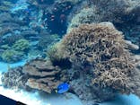 沖縄美ら海水族館に投稿された画像（2023/8/19）