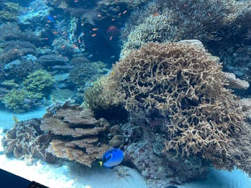 沖縄美ら海水族館に投稿された画像（2023/8/19）