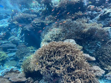 沖縄美ら海水族館に投稿された画像（2023/8/19）