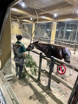 よこはま動物園ズーラシアに投稿された画像（2023/8/19）