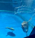 アクアワールド茨城県大洗水族館に投稿された画像（2023/8/19）
