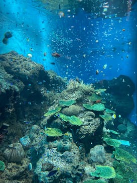 アクアワールド茨城県大洗水族館に投稿された画像（2023/8/19）