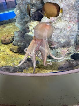 アクアワールド茨城県大洗水族館に投稿された画像（2023/8/19）