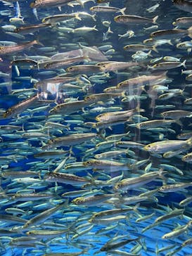 アクアワールド茨城県大洗水族館に投稿された画像（2023/8/19）