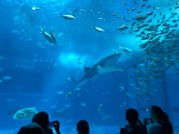 沖縄美ら海水族館に投稿された画像（2023/8/19）