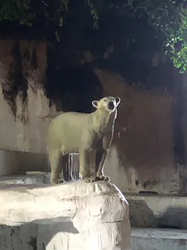 天王寺動物園に投稿された画像（2023/8/19）