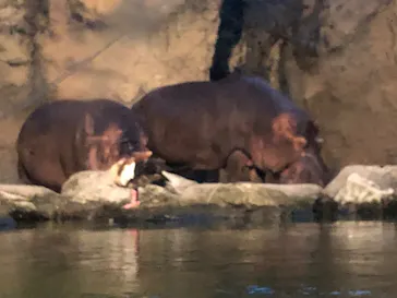 天王寺動物園に投稿された画像（2023/8/19）