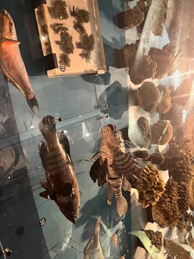 国立科学博物館に投稿された画像（2023/8/19）