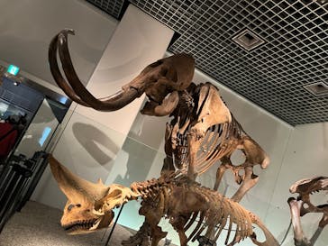 国立科学博物館に投稿された画像（2023/8/19）