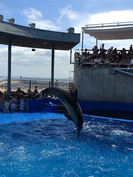 大分マリーンパレス水族館 「うみたまご」に投稿された画像（2023/8/19）