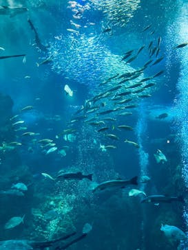 新江ノ島水族館に投稿された画像（2023/8/19）