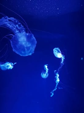 新江ノ島水族館に投稿された画像（2023/8/19）