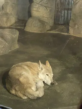 天王寺動物園に投稿された画像（2023/8/19）