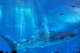 沖縄美ら海水族館に投稿された画像（2023/8/20）