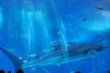 沖縄美ら海水族館に投稿された画像（2023/8/19）