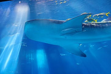 沖縄美ら海水族館に投稿された画像（2023/8/19）