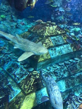 レゴランドⓇ・ジャパン・リゾートに投稿された画像（2023/8/19）