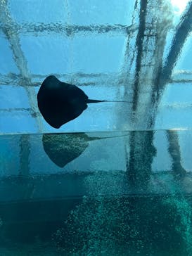 環境水族館アクアマリンふくしまに投稿された画像（2023/8/19）