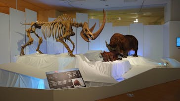 特別展「化石ハンター展 ～ゴビ砂漠の恐竜とヒマラヤの超大型獣～」に投稿された画像（2023/8/19）