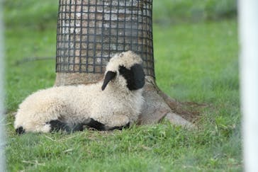 那須どうぶつ王国に投稿された画像（2023/8/20）