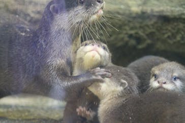 那須どうぶつ王国に投稿された画像（2023/8/20）