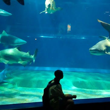 アクアワールド茨城県大洗水族館に投稿された画像（2023/8/20）