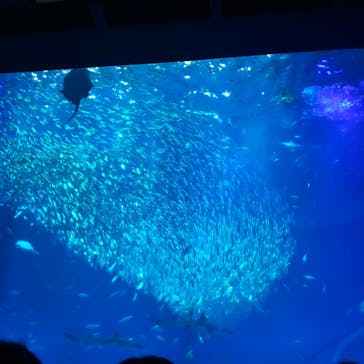 アクアワールド茨城県大洗水族館に投稿された画像（2023/8/20）