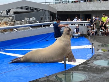 大分マリーンパレス水族館 「うみたまご」に投稿された画像（2023/8/20）
