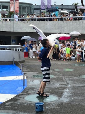 大分マリーンパレス水族館 「うみたまご」に投稿された画像（2023/8/20）