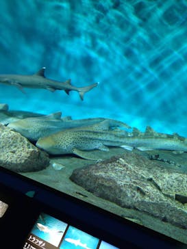 アクアワールド茨城県大洗水族館に投稿された画像（2023/8/20）